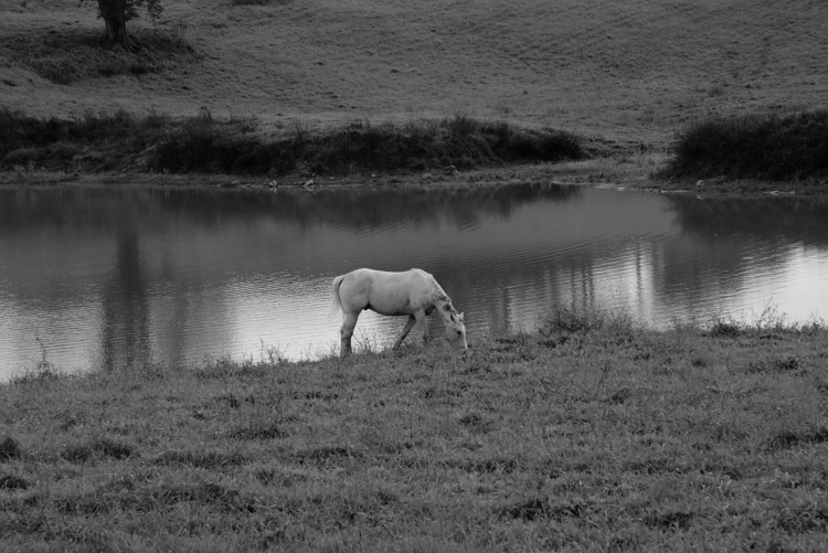 Horse by the water