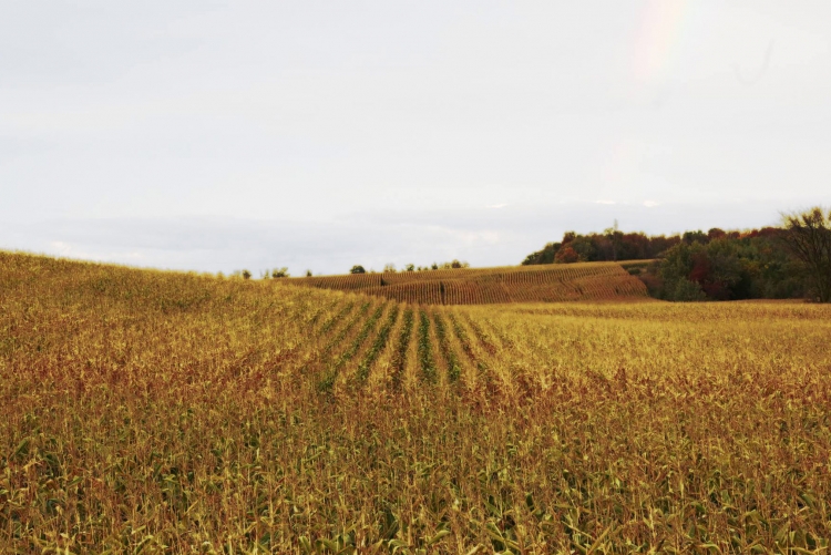 Wheat Field in Huron County